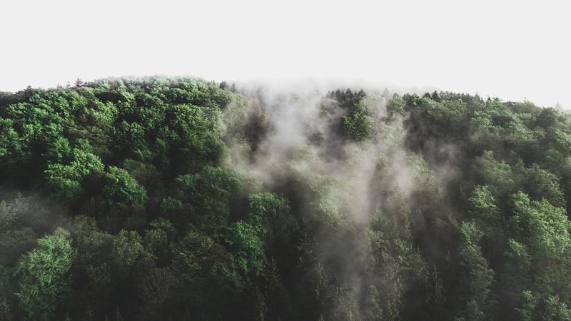 Shadowed Woods