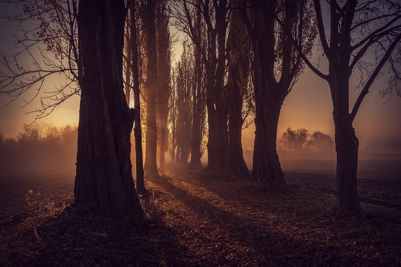 Forest Path